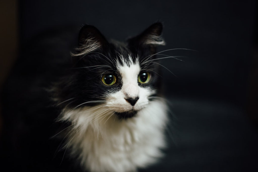 Custom cat photo poster example, close-up