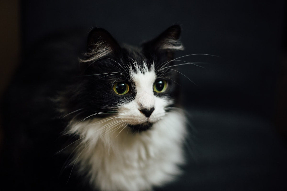 Custom cat photo poster example, close-up