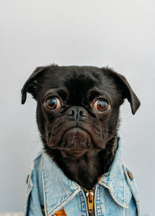 Custom dog photo poster example