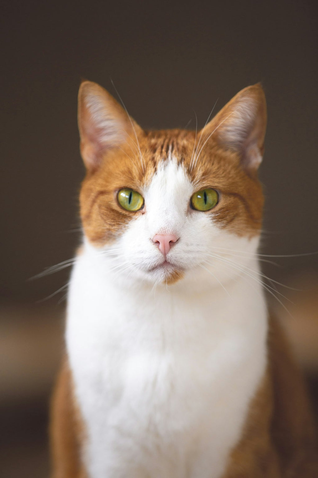 Custom cat photo poster example