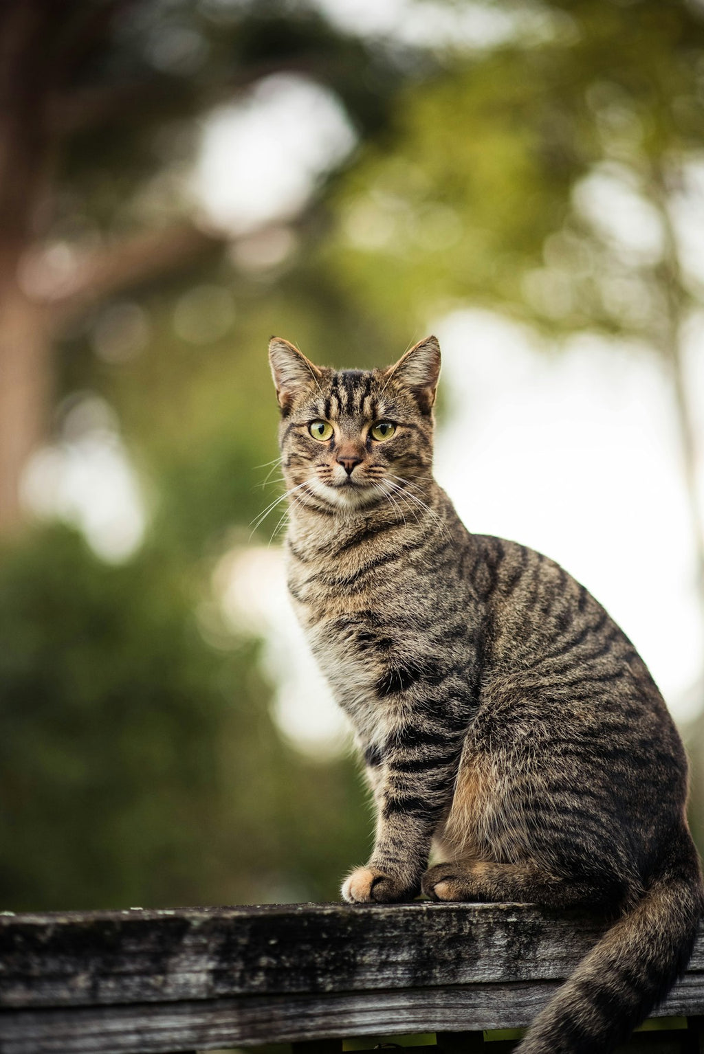 Custom cat photo poster example, portrait style