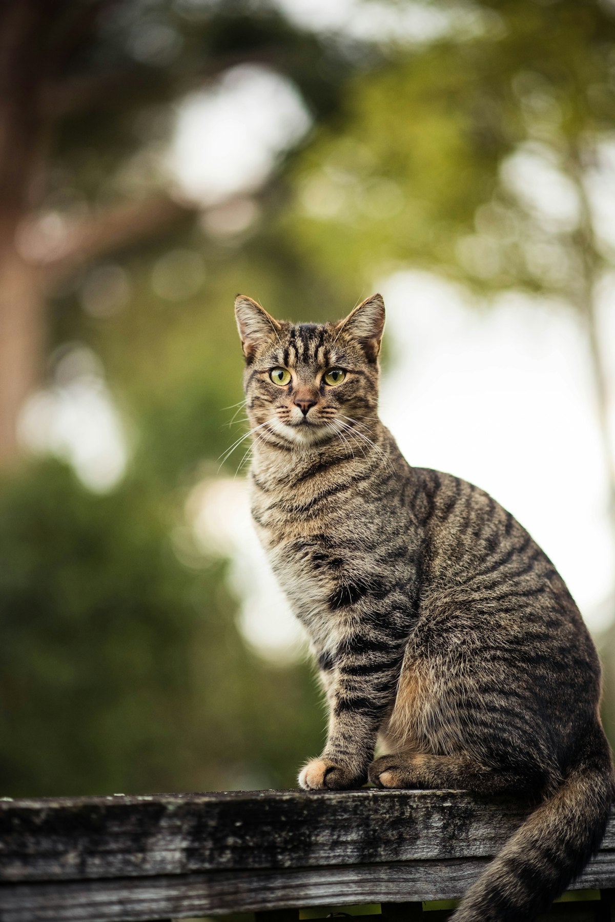 Custom cat photo poster example, portrait style