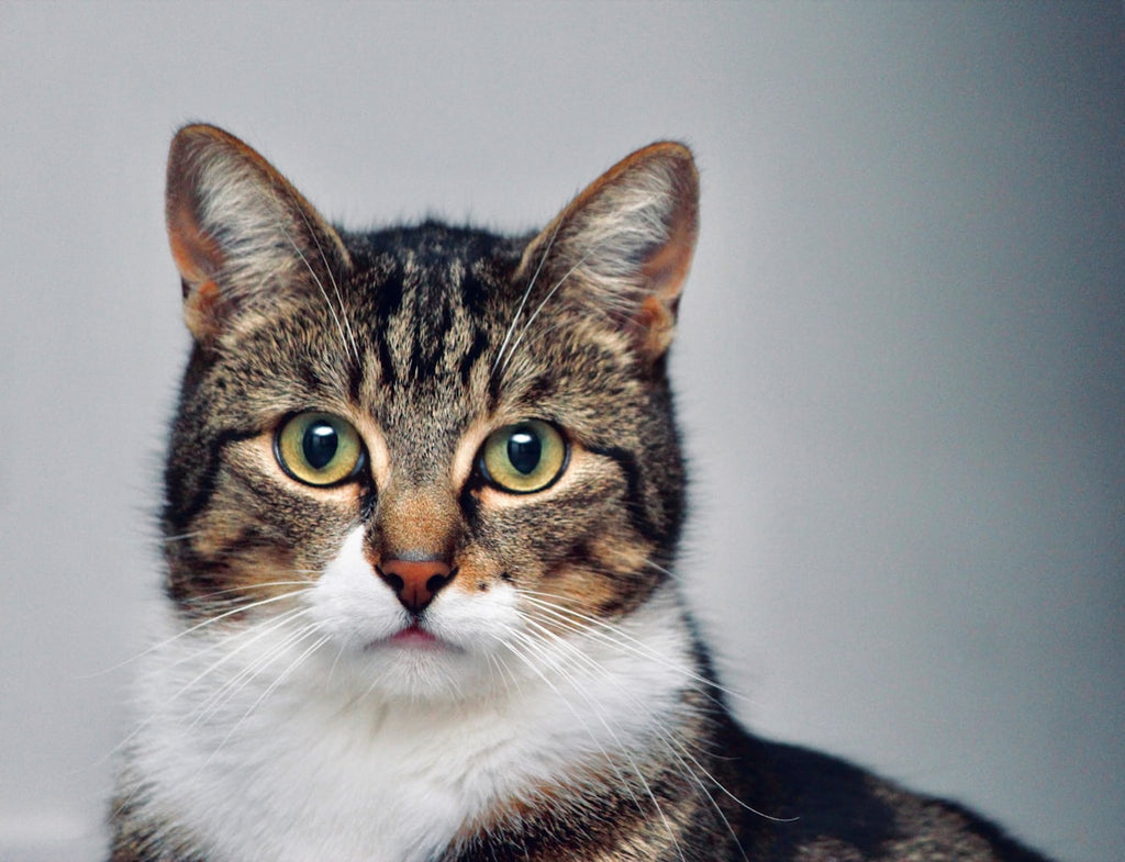 Custom cat photo poster example, wall art